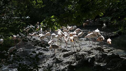 Die Flamingos im Tierpark Hellabrunn.