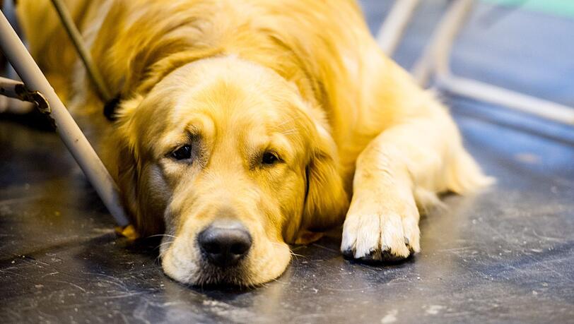 In Neu-Ulm musste ein Hund stundenlang auf sein vergessliches Herrchen warten. (Symbolfoto) In Neu-Ulm musste ein Hund stundenlang auf sein vergessliches Herrchen warten. (Symbolfoto)
