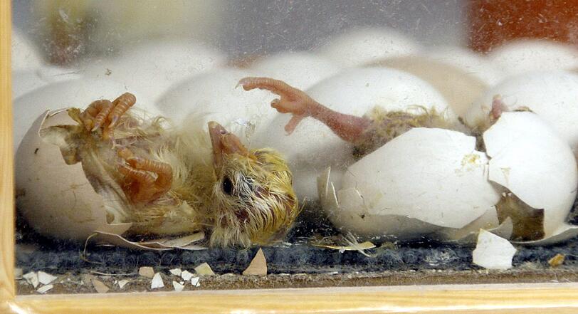 Eier essen wir. Aber nur, wenn sie nicht ausgebrütet sind. In anderen Ländern gelten dafür angebrütete Eier als Delikatesse, sie heißen "Balut". Anders als auf dem Bild zu sehen, schlüpft das Küken bei Balut nicht. Denn der Fötus ist nicht voll ausgebildet.