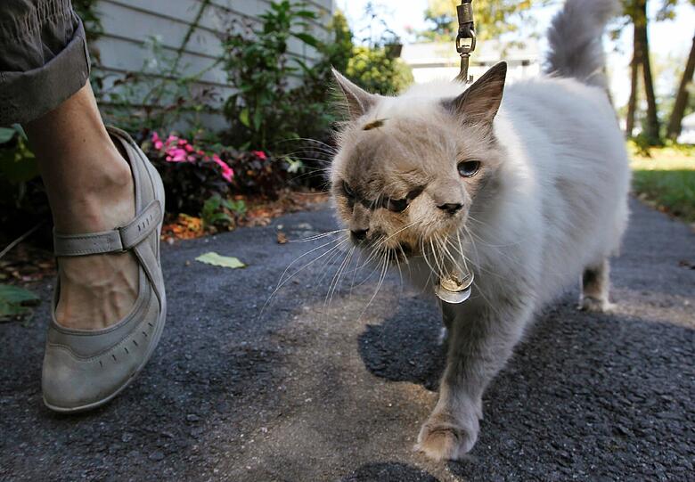 Deshalb ist Frank-Louie bekannt als Januskatze,...