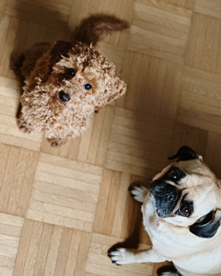 Zwergpudel Lotte und Mops Heidi