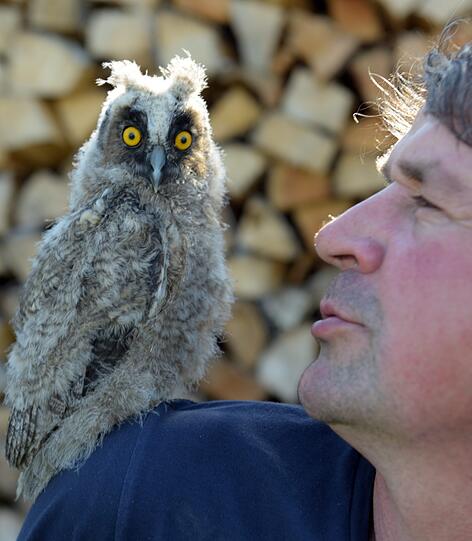 Ein Mann und seine Eule! Markus Roth (r.) will die Waldohreule bald wieder in die Wildnis entlassen.