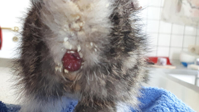 Die Katzen verwahrlosen auf dem Hof, etliche von ihnen waren von unzähligen Fliegenlarven übersät. Der Zustand einiger Tiere war so verheerend, dass sie eingeschläfert werden mussten.