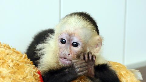 Biebers Affe ist 14 Wochen alt, unglaublich putzig - und derzeit im tierheim. Der Sänger selbst hat sich bislang noch nicht beim Tierheim gemeldet. Jetzt kommt Mally in einen Zoo.