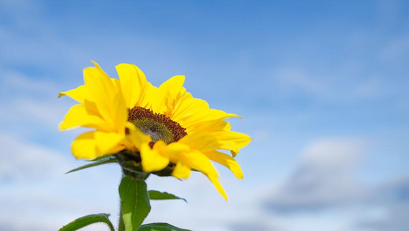 Besonders der Süden profitiert von der Wetterlage.
