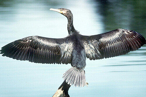 Bedroht den fränkischen Fisch-Bestand: der Kormoran.