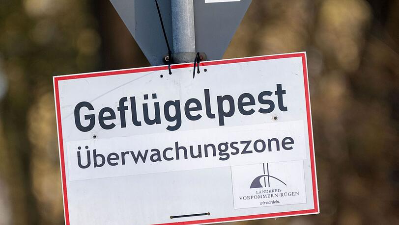 In Baden-Württemberg sind erste Fälle der Vogelgrippe nachgewiesen worden. (Symbolbild)