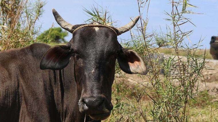In Erlenbach am Main musste die Polizei einen flüchtigen und aggressiven Stier erschießen. (Symbolfoto)