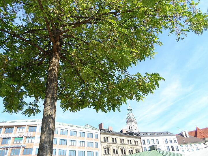 Wegen massiven Blattlaus-Befalls hat den Akazien am Viktualienmarkt bald das letzte Stündlein geschlagen.