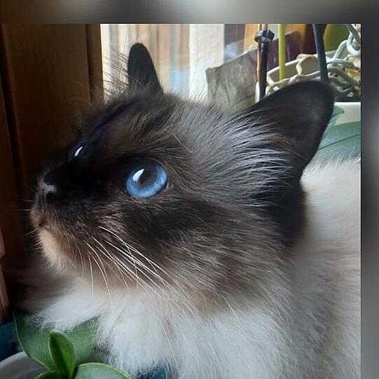 Flauschi