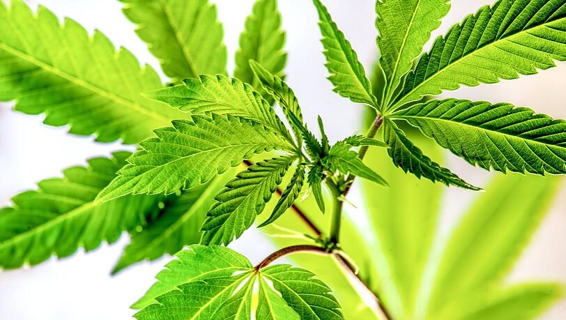 Cannabis-Stecklinge