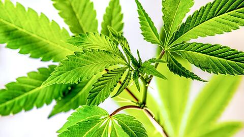Cannabis-Stecklinge