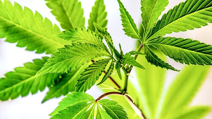 Cannabis-Stecklinge