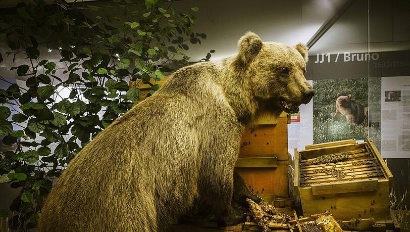 Bruno, der sogenannte Problem-Bär, ist ein wichtiges Ausstellungsstück im Museum Mensch und Natur im Schloss Nymphenburg. Zukünftig soll sich hier einiges ändern. Leiter Michael Apel hat der AZ erklärt, worauf genau sich Besucher alles einstellen dürfen.
