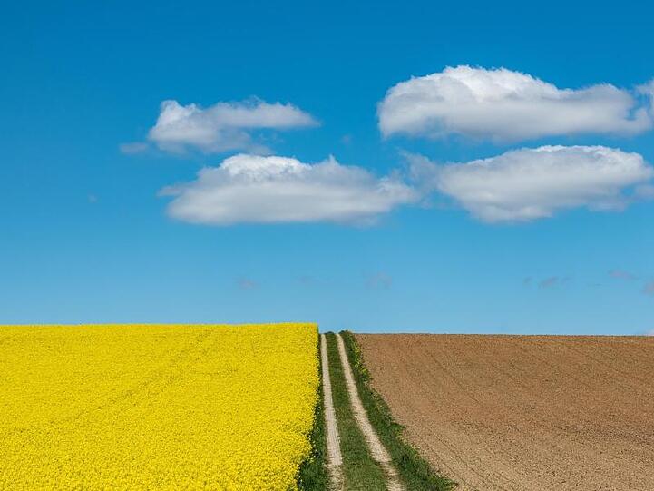 Wolken ziehen über ein blühendes Rapsfeld. Foto: Armin Weigel/dpa/Archivbild
