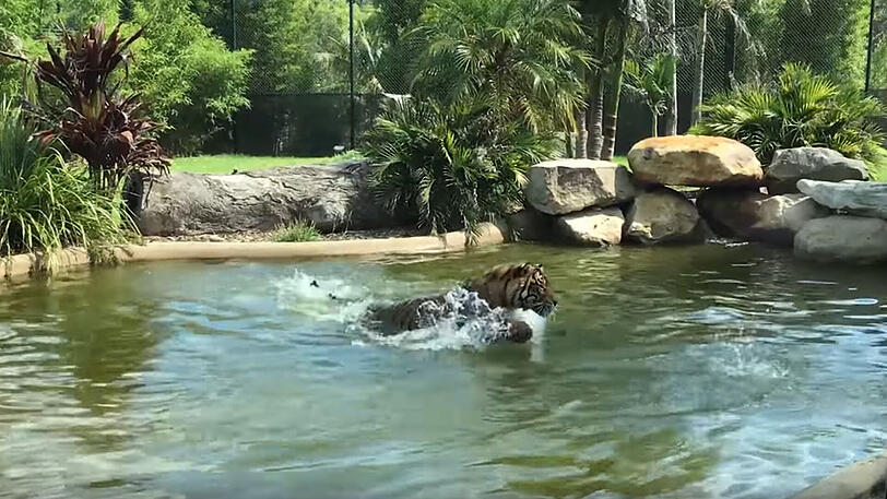 Eine Ente im Zoo von Sydney reizt einen Tiger bis zur Weißglut.