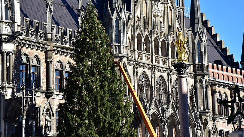Bilder vom Christbaum-Aufbau am Marienplatz: Seit Montagmorgen steht die 30-Meter-Fichte im Herzen der Stadt.