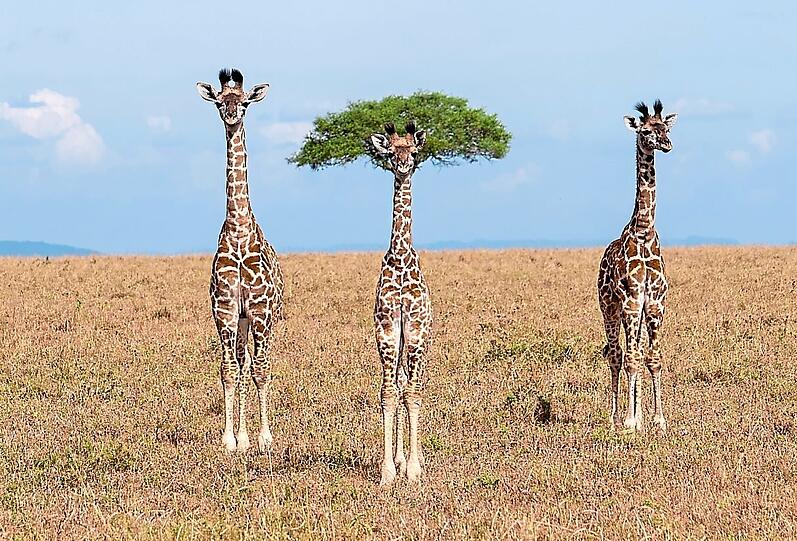 Sie hat die Haare sch&ouml;n: Die Giraffe vor der Schirmakazie in Kenia geh&ouml;rt zu den Foto-Finalisten.