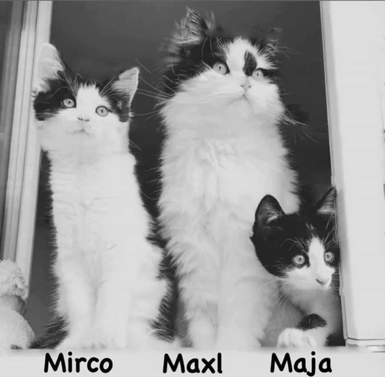 Katzen Maja, Maxl und Mirco (Perser und Hauskatze)