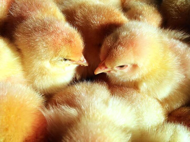 Derzeit werden bei der Zucht von Legehennen in Deutschland jährlich mehr als 40 Millionen männliche Küken getötet, da sie keine Eier legen und nicht so viel Fleisch ansetzen wie Masthähnchen.