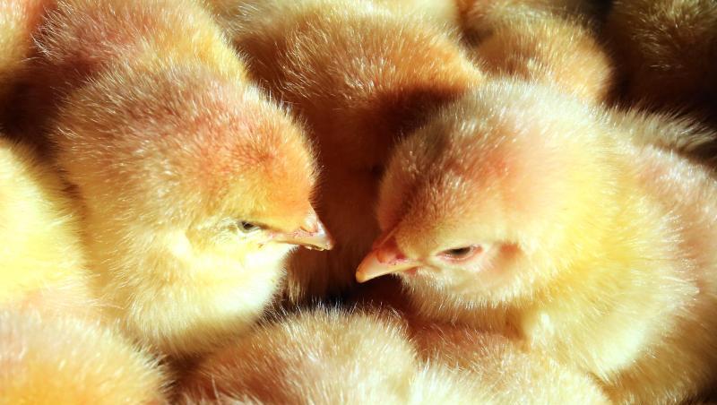 Derzeit werden bei der Zucht von Legehennen in Deutschland jährlich mehr als 40 Millionen männliche Küken getötet, da sie keine Eier legen und nicht so viel Fleisch ansetzen wie Masthähnchen.