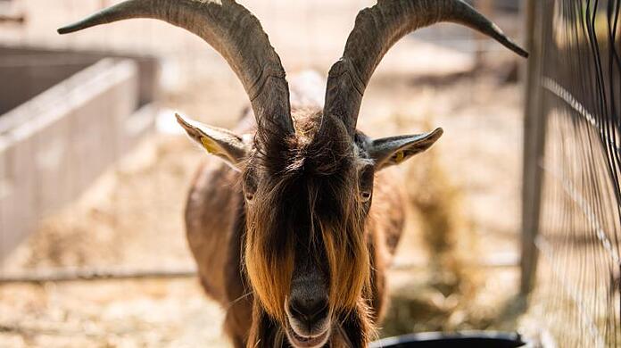 Ziegenbock "Zoltan" steht in einem eigenen Gehege auf dem Grundstück in Pechgraben. Um seinen Geruch streiten sich die Nachbarn seit Jahren.