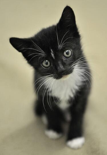 Diese süße Katze wird Ihnen sicher kein Unglück bringen wollen. Für manch einen würde sie aber, wenn sie von links vorbei läuft, genau das bedeuten.