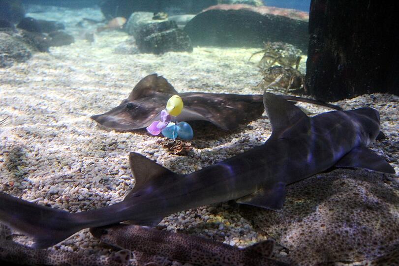 Im Sea Life im Olympiapark waren die Ostereier besonders schwer versteckt - nämlich in den Aquarien.