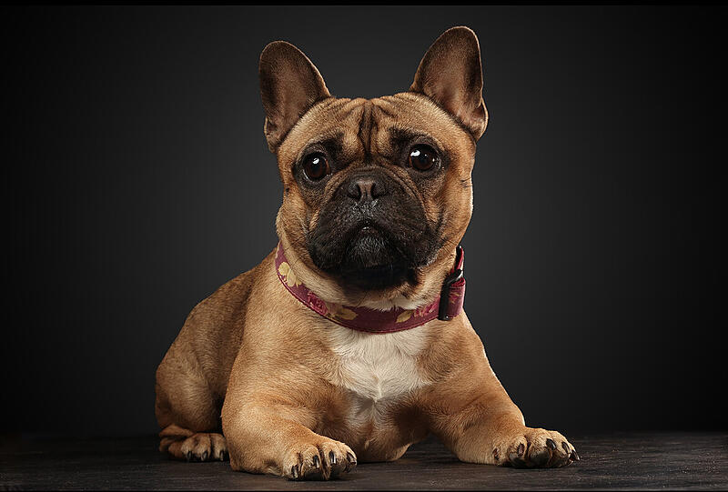 Mein Bruno ist der Beste, weil er immer freundlich und aufgeschlossen ist. Er begleitet mich jeden Tag auf die Arbeit und sonst auch überall hin. Er kann diverse Kunststücke wie Flüstern, Reden, High Five, Drehen etc. - Aber was ihn so besonders macht ist seine liebenswerte Art.