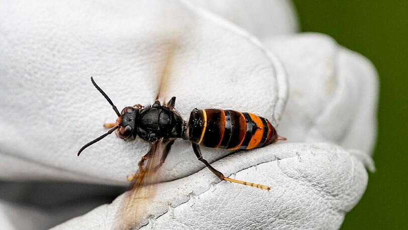 Die Asiatische Hornisse schadet den heimischen Honigbienen. (Archivbild)
