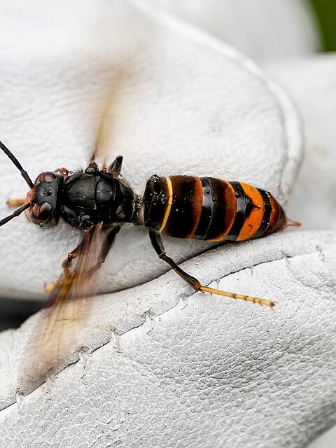 Die Asiatische Hornisse schadet den heimischen Honigbienen. (Archivbild)