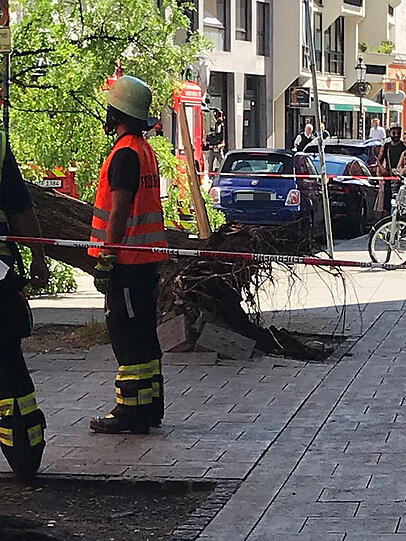 Der Baum ist entwurzelt.