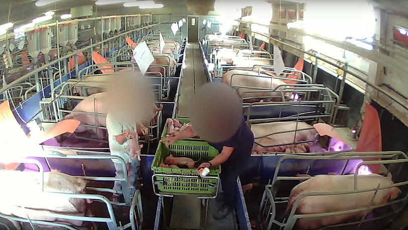 Die Ferkel werden aus der Box genommen und mit dem Kopf auf den Boden geschlagen. Die Ferkel werden aus der Box genommen und mit dem Kopf auf den Boden geschlagen.
