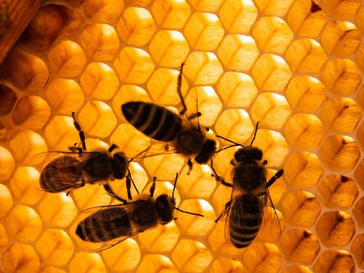 Honigbienen sitzen auf Bienenwaben. Foto: Cindy Riechau