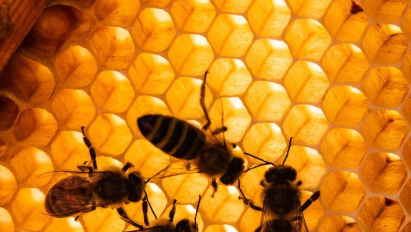 Honigbienen sitzen auf Bienenwaben. Foto: Cindy Riechau Honigbienen sitzen auf Bienenwaben. Foto: Cindy Riechau