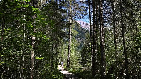 Bayerische Wälder. Foto: dpa