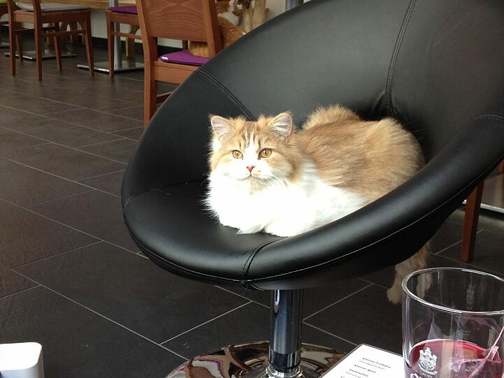 Katze Ayla sitzt ganz gesellig mit am Tisch.