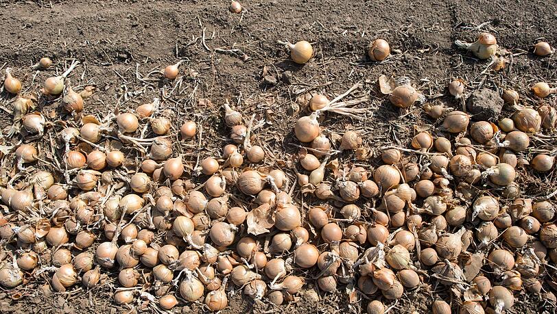 Deutschlands Gem&uuml;sebauern haben im vergangenen Jahr so viele Zwiebeln geerntet wie nie seit 1990. (Archivbild)