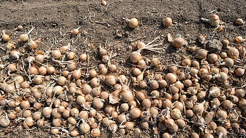 Deutschlands Gem&uuml;sebauern haben im vergangenen Jahr so viele Zwiebeln geerntet wie nie seit 1990. (Archivbild)