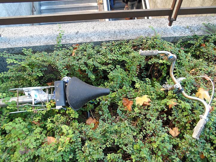 Das alte Radl hat sich in seine Umgebung integriert - es ist schon fast komplett von der Hecke überwuchert.