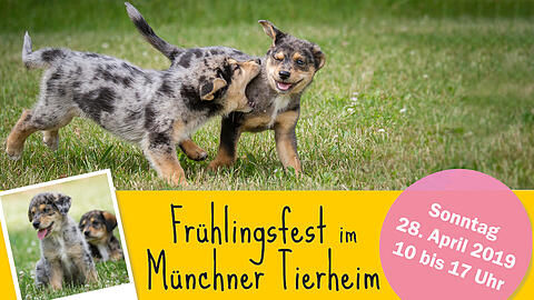 Das Münchner Tierheim sorgt beim Frühlingsfest wieder für ein buntes Rahmenprogramm.