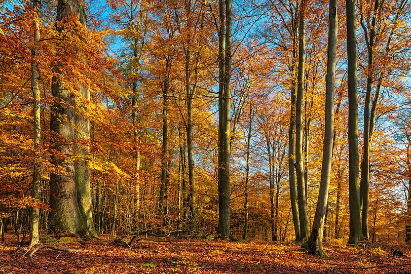 Im Müritz Nationalpark finden Sie im Herbst auf 32.000 Hektar riesige Wälder, Seen und Moorlandschaften - scheinbar endlos, fast wie in Kanada. In der dritten Jahreszeit ist es hier besonders ruhig und man kann die atemberaubende Natur praktisch ungestört erleben. Ein Urlaub in der Region lohnt sich daher nicht nur im Sommer, wenn die Seen zahlreiche Wassersportmöglichkeiten bieten. Im Müritz Nationalpark finden Sie im Herbst auf 32.000 Hektar riesige Wälder, Seen und Moorlandschaften - scheinbar endlos, fast wie in Kanada. In der dritten Jahreszeit ist es hier besonders ruhig und man kann die atemberaubende Natur praktisch ungestört erleben. Ein Urlaub in der Region lohnt sich daher nicht nur im Sommer, wenn die Seen zahlreiche Wassersportmöglichkeiten bieten.