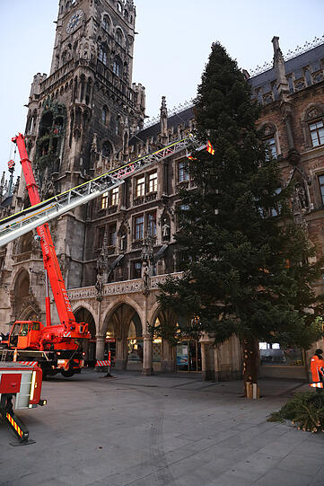 Der Christbaum am Münchner Marienplatz ist eine 22 Meter hohe heimische Fichte aus der Gemeinde Steingaden.