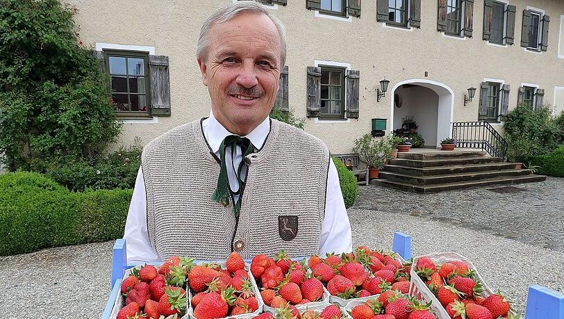 Franz Attenkofer mit seinen Erdbeeren. Er ist mit dem Beginn der Saison zufrieden – die Wärme hat den Früchten gutgetan. Franz Attenkofer mit seinen Erdbeeren. Er ist mit dem Beginn der Saison zufrieden – die Wärme hat den Früchten gutgetan.