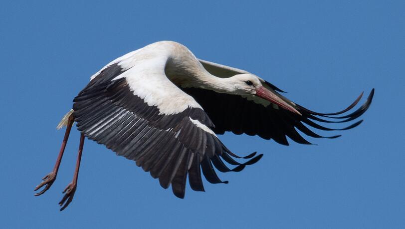 Der Vogel kam wohl mit dem Schrecken davon. (Symbolbild)