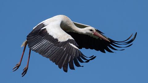 Der Vogel kam wohl mit dem Schrecken davon. (Symbolbild)