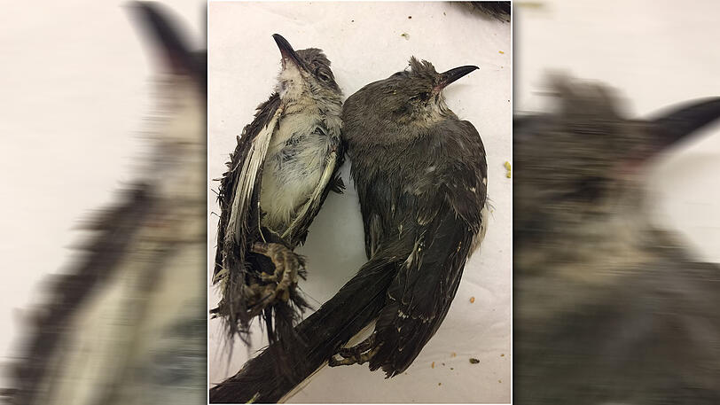 Zwei der toten Vögel, die der Zoll im Gepäck der Frau fand.