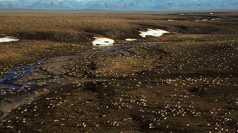 Die Biden-Administration setzt Öl- und Gaspachtverträge in Alaskas Arctic National Wildlife Refuge aus, während sie die Umweltauswirkungen von Bohrungen in der abgelegenen Region überprüft.