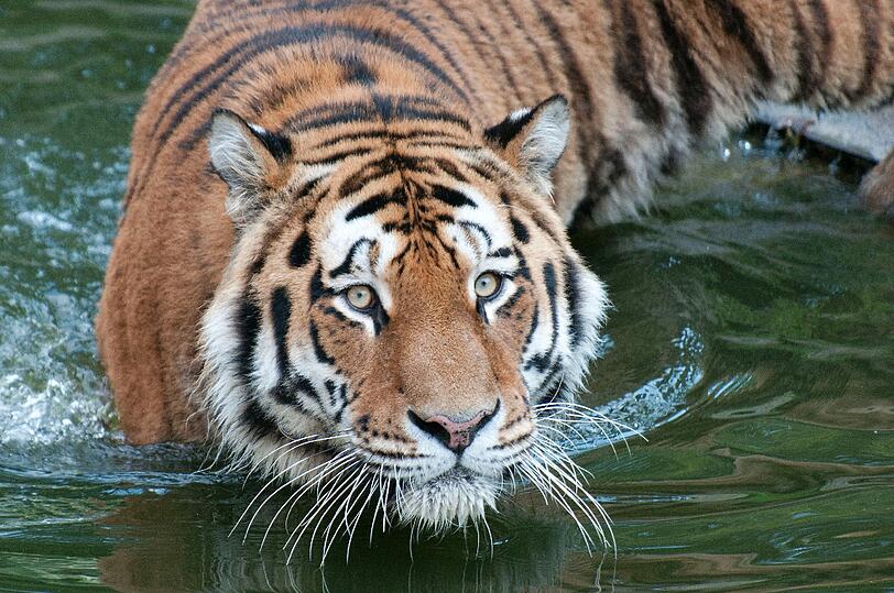 Der Tiger «Altai»: Er hat am Samstag (25.08.2012) eine Tierpflegerin angefallen und tödlich verletzt.