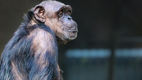 Das Baby und Mutter Zenta zeigen sich im Urwaldhaus des Tierparks Hellabrunn - mit Gl&uuml;ck k&ouml;nnen Besucher einen Blick auf das Jungtier erhaschen.